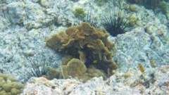 Scaled Lettuce Coral